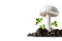White mushroom growing in soil with green plant sprouts on isolated background, showcasing natural forest floor ecosystem.
