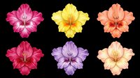 Six colorful gladiolus flowers in pink, yellow, peach, red, purple, and blush, isolated on transparent background, ready for stickers, clipart, and print on demand.