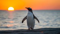 Adelie penguin standing on rocky shore during golden sunset over ocean waves with warm orange sky reflecting on water creating peaceful seascape moment.