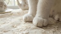 White fluffy cat paws on beige carpet near window, close-up detail of soft fur and toe beans for pet, animal, and home decor content.