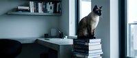Siamese cat sitting on stack of books at desk near window in modern home office with shelving and natural light.