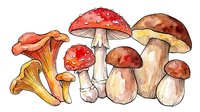 Assorted mushrooms and fungi varieties including red toadstools, chanterelles, and brown caps isolated on white background, suitable for culinary, educational, and design projects.