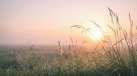 Misty meadow at sunrise with tall grasses and wildflowers silhouetted against golden light, creating serene landscape for nature, wellness, and environmental design projects.