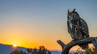 Majestic great horned owl perched on weathered branch against stunning golden sunset sky, showcasing detailed feather patterns and piercing eyes in natural habitat.