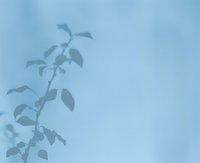 Silhouette of plant branch with leaves against soft blue background, creating minimalist nature composition for wellness and meditation content.