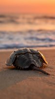 Horseshoe crab on sandy beach at golden hour sunset with warm orange sky and ocean waves in soft focus background creating peaceful coastal scene.