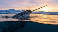 Narwhal whale surfacing in Arctic waters during golden sunset with mountains and ice floes in background, split underwater view showing marine mammal habitat.