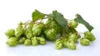 Fresh green hop cones with leaves on white background, raw ingredient for brewing craft beer and natural herbal medicine, isolated botanical element.