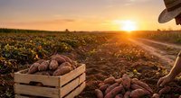 Farmer harvesting fresh potatoes in wooden crate at sunset in agricultural field. Rural farming lifestyle and organic vegetable production concept.