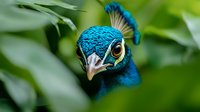 Close-up portrait of vibrant blue peacock head showing detailed feathers and eye against blurred green natural background, dramatic wildlife macro photography.