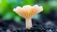 Delicate peach-colored mushroom growing from dark soil against blurred green background, macro nature photography showing fine gills and smooth stem texture.