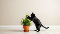 Playful black cat reaching for green potted plant on wooden surface against neutral wall background for pet care and home decor concepts.