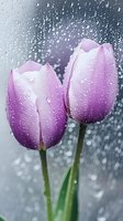 Purple tulips with water droplets against rainy window glass, creating romantic spring atmosphere during April shower.
