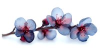Delicate blue and pink cherry blossoms on branch with soft transparent petals against white background, isolated floral element for spring designs and decorative artwork.