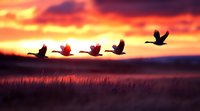 Silhouettes of wild geese flying in formation against dramatic orange sunset sky over misty marshland with tall grass in foreground, creating atmospheric nature scene.