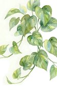 Watercolor botanical illustration of climbing vine with heart-shaped green and yellow variegated foliage on white isolated background, suitable for design projects.