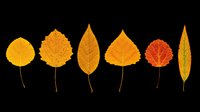 Autumn fall leaves collection in yellow, orange and red tones isolated on transparent background. Ready for design use on t-shirts, clipart, stickers, print-on-demand products and sublimation projects.