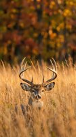 Majestic whitetail deer buck with large antlers standing in golden autumn grassland with colorful fall foliage background for hunting and wildlife concepts.