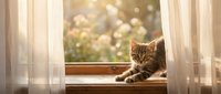 Tabby kitten sitting on windowsill with sheer curtains framing the view, gazing outdoors at blurred garden background with natural sunlight.
