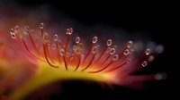 Macro photography of sundew plant tentacles with glistening dew drops in morning light against dark background, showcasing natural predatory adaptation.
