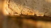 Ancient fossil leaf imprint preserved in sedimentary rock formation with warm golden lighting showcasing natural history and paleontology specimens.