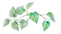 Watercolor botanical illustration of green leafy branch with delicate foliage, isolated on white background. Suitable for design, print, and decorative projects.