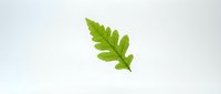 Isolated fresh green oak leaf on white background, ready for design projects, web graphics, and botanical illustrations.