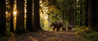Mother bear with cub walking through sunlit forest path surrounded by tall trees and natural woodland environment during daytime.
