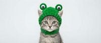 Adorable tabby kitten wearing green knitted frog hat with googly eyes on white background, perfect for pet costume designs and greeting cards.