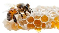 Honeybee collecting nectar from golden honeycomb cells with dripping honey on white background. Natural beekeeping and organic honey production concept.
