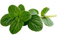 Fresh oregano sprig with vibrant green leaves isolated on white background, culinary herb macro photography for cooking and food decoration.