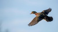 Male wood duck in flight with colorful plumage and outstretched wings against clear blue sky for wildlife and nature photography projects.