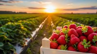 Fresh ripe strawberries in wooden basket at sunrise over agricultural field rows. Organic farming harvest concept for healthy eating and food production.