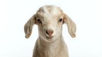 Cream-colored goat with floppy ears looking directly at camera against white background. Suitable for farm animal content, agriculture, livestock, and educational materials.