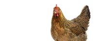 Brown hen chicken isolated on white background for poultry farm design and agricultural marketing materials.