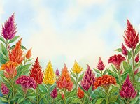 Watercolor celosia flowers border with vibrant red, orange, yellow and pink blooms on soft blue sky background with copy space.