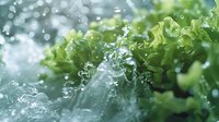 Fresh green lettuce leaves with water droplets and splashes in macro photography, creating dynamic motion and freshness effect for food and healthy lifestyle concepts.