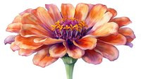 Vibrant coral zinnia flower with purple center and delicate petals in watercolor style on white background, botanical art suitable for nature-themed designs.