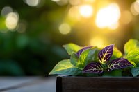Purple and green leaves of Persian shield plant in wooden box against blurred bokeh background with warm sunlight creating dreamy garden atmosphere.
