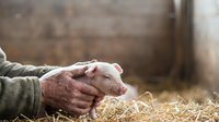 Farmer's weathered hands gently stroking a young pig in a rustic barn setting with straw bedding, depicting agricultural care and livestock husbandry.