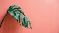 Monstera deliciosa leaf with natural damage and holes against coral pink background, minimalist botanical styling for modern home decor and wellness design projects.
