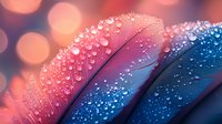 Macro photography of colorful feather with water drops, pink and blue tones, soft bokeh background creates dreamy atmosphere. Natural abstract art for wellness designs.