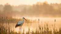 White stork standing in shallow water among reeds during golden hour sunrise, creating peaceful wetland scene with warm atmospheric lighting and misty background.