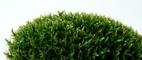 Lush green moss mound isolated on white background, suitable for nature designs, botanical graphics, and environmental projects.
