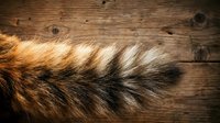 Fluffy fox tail with brown, black, and white fur lying on a rustic wooden surface, showcasing natural animal texture and detail.