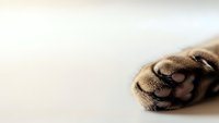 Close-up of dog paw with extended claws on neutral background for pet care, veterinary and animal health concepts.