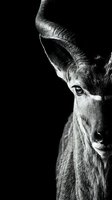 Dramatic black and white portrait of antelope with curved horns emerging from shadows, showcasing wildlife photography and artistic nature composition.