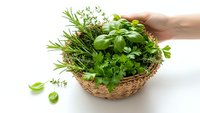 Hand holding wicker basket filled with fresh green herbs including basil, rosemary, thyme and parsley on white background for cooking and culinary use.