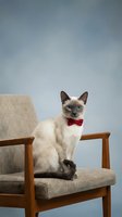 Siamese cat wearing red bow tie sitting on mid-century modern chair against blue studio background. Feline pet portrait for advertising, greeting cards, and animal-themed designs.