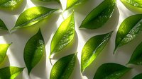 Fresh green citrus leaves arranged in repeating pattern on white background, showing vibrant natural texture and translucent organic details in bright lighting.